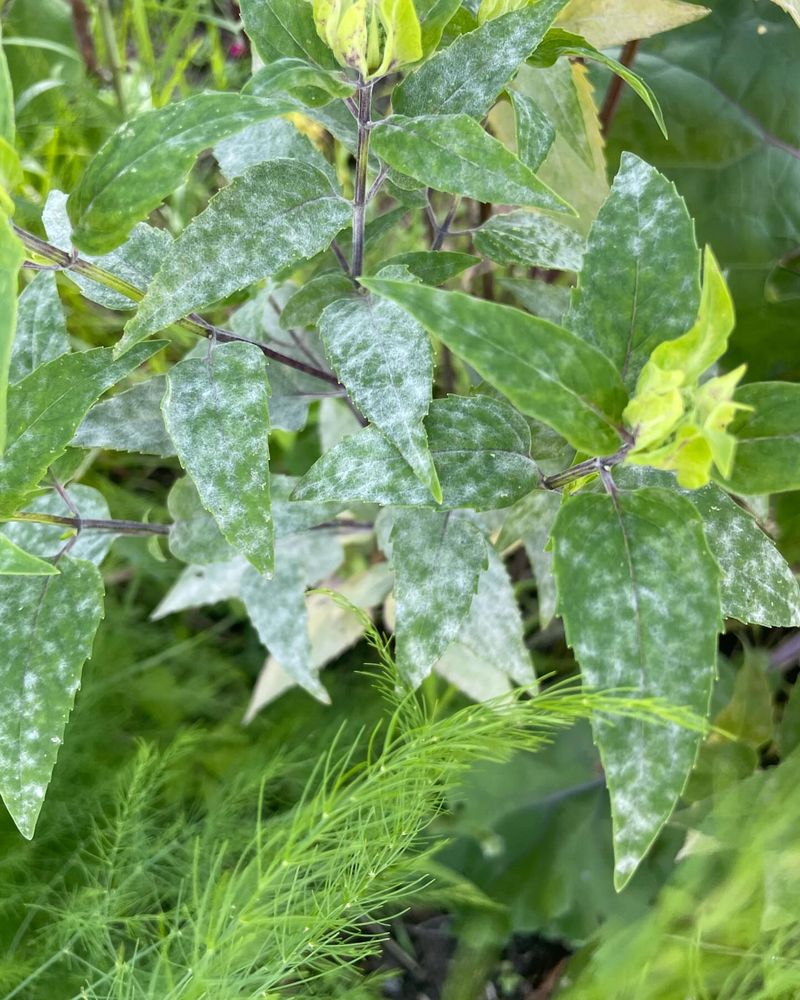 Powdery Mildew Outbreak
