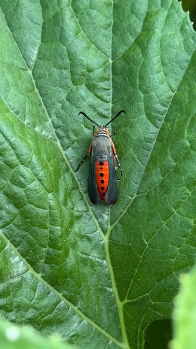 Squash Bugs: The Cucurbit Killers