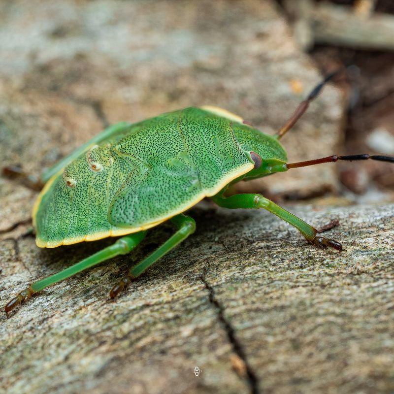 Stink Bugs