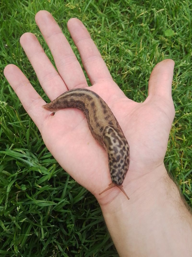 Slug Deterrent
