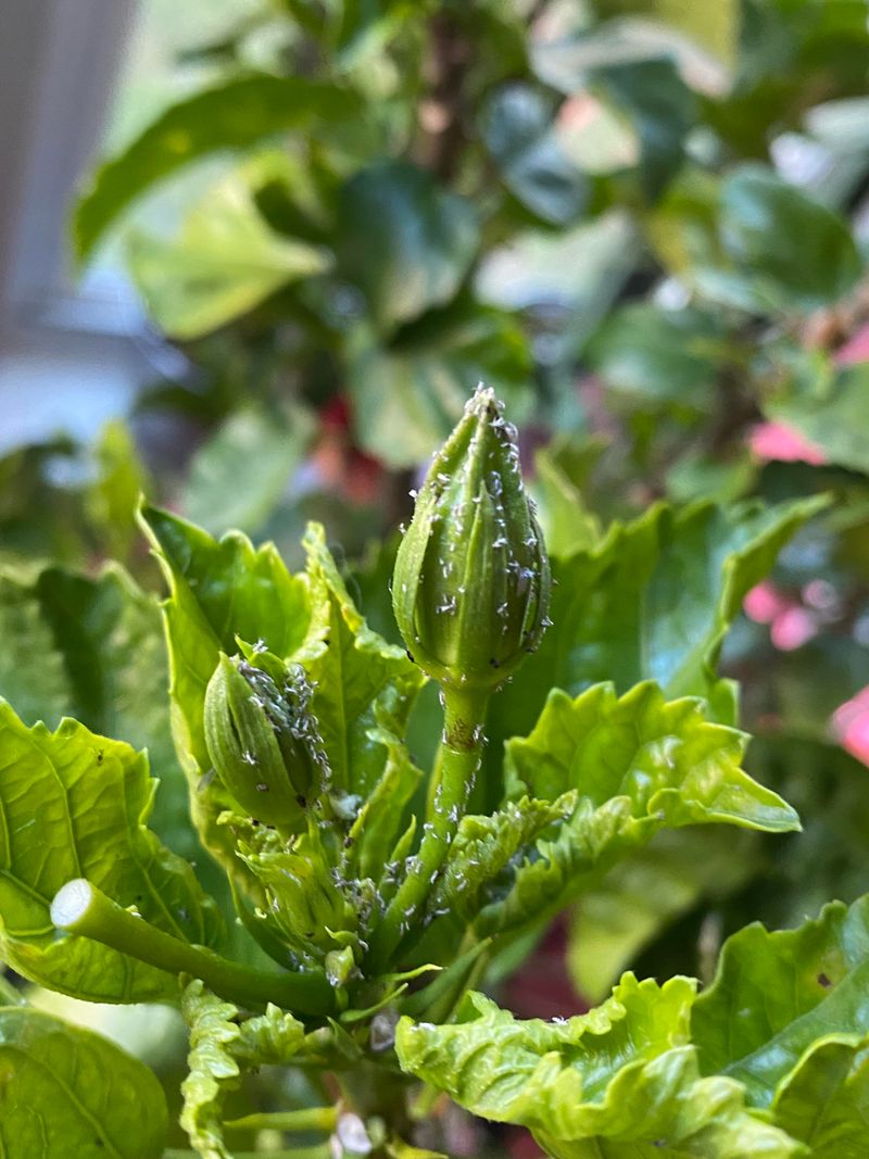Hibiscus Flowers Draw Aphid Armies