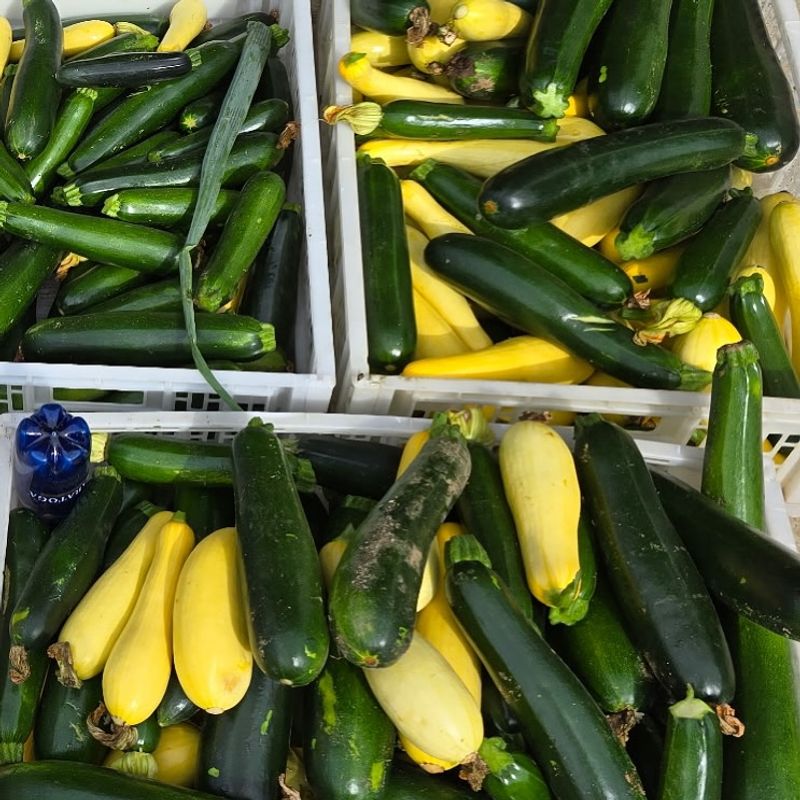 Zucchini