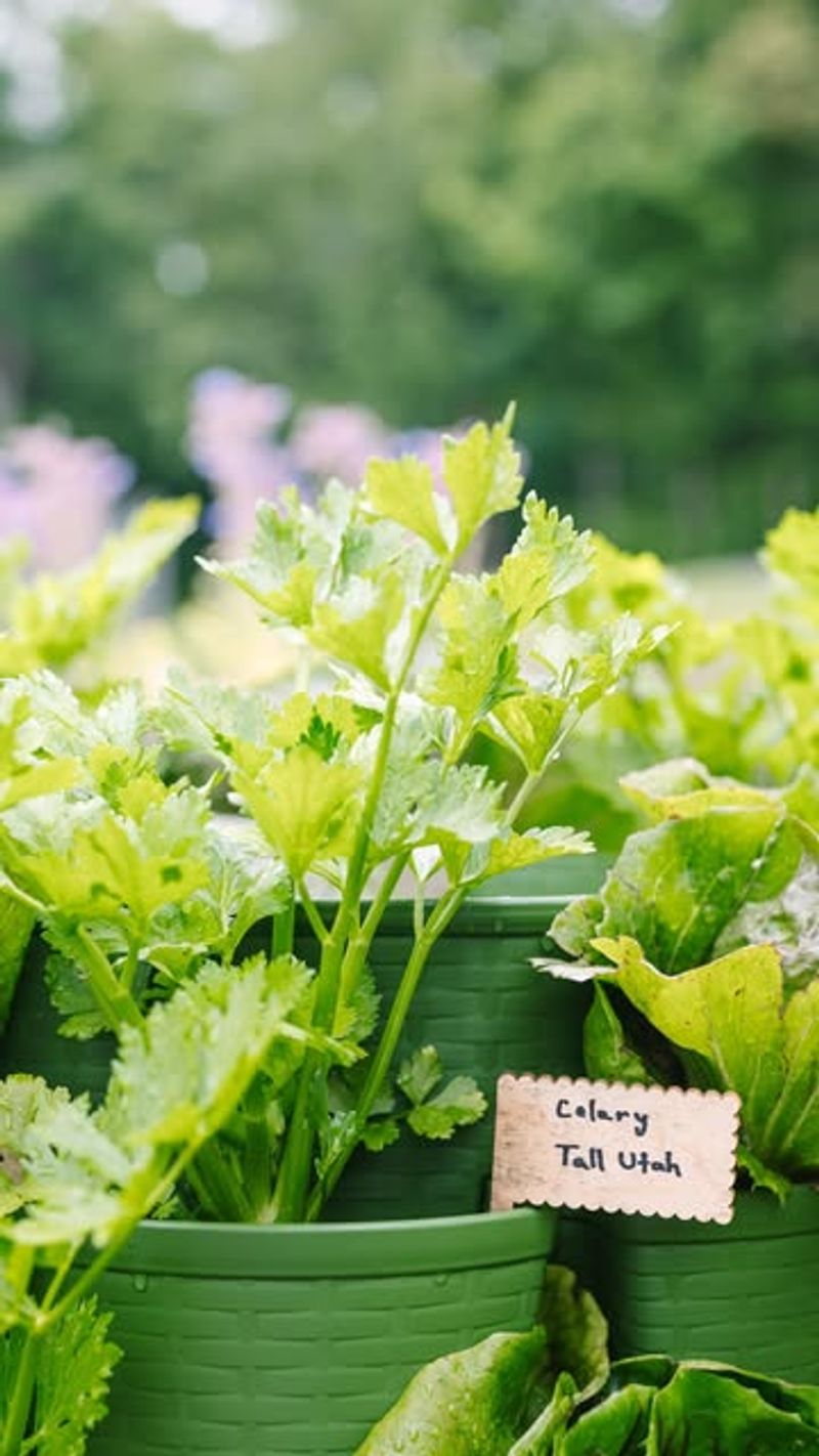 Celery