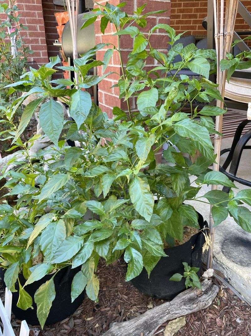 Peppers
