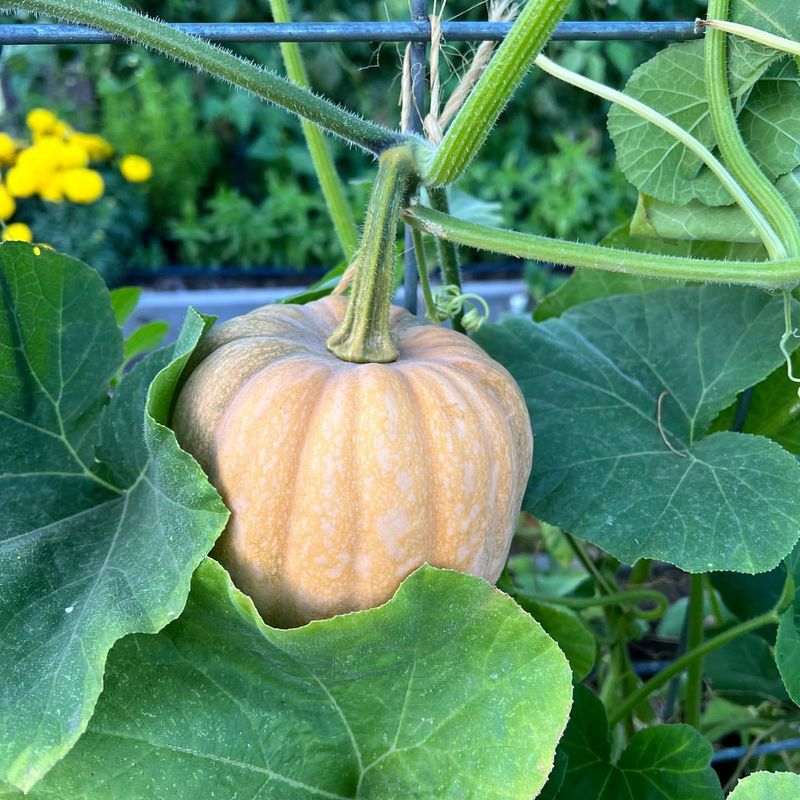 Winter Squash Needs Full Maturity