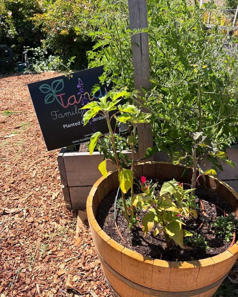 Three Sisters in a Pot: Corn, Beans and Squash