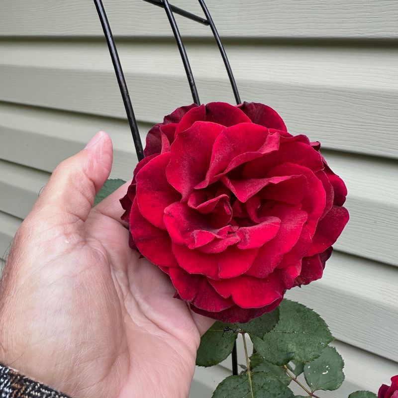 Roses