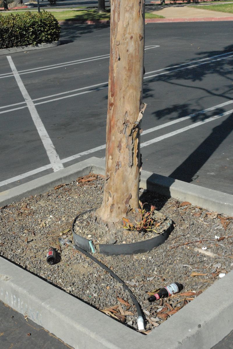 Improper Tree Placement
