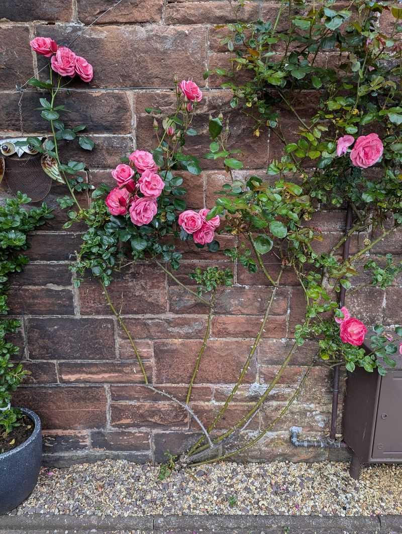 Climbing Rose Management