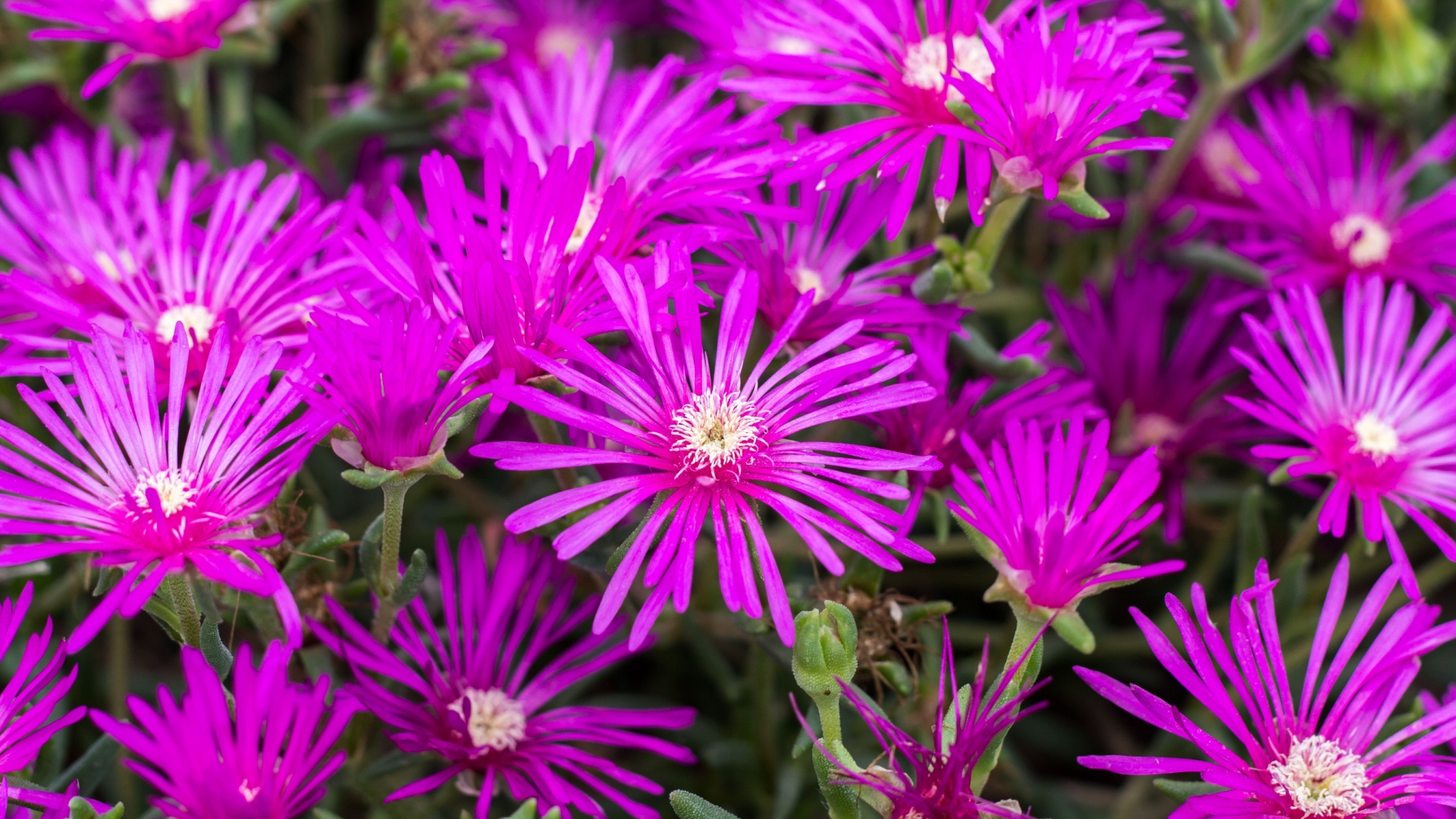 Top 20 Native Georgia Plants For A Low-Maintenance Garden This August