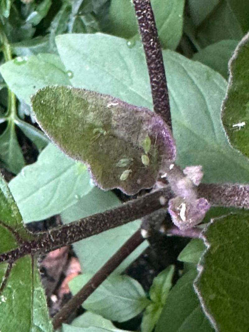 Aphid Infestations