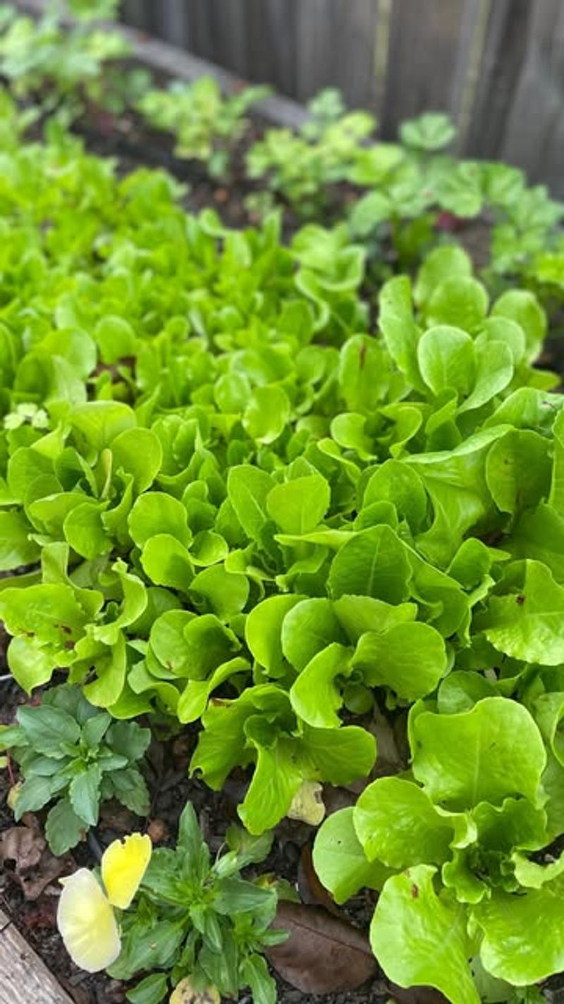 Lettuce