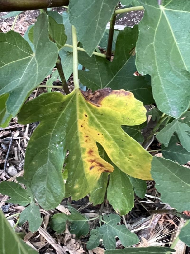Nutrient Deficiency Despite Regular Feeding