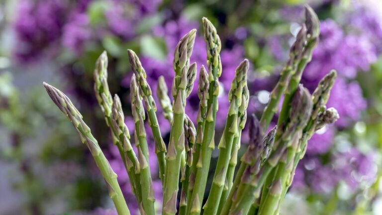 asparagus