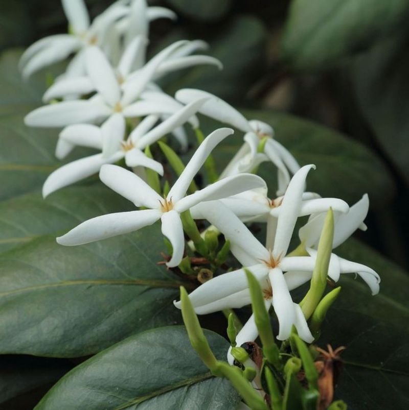 Café Marron (Ramosmania rodriguesii)