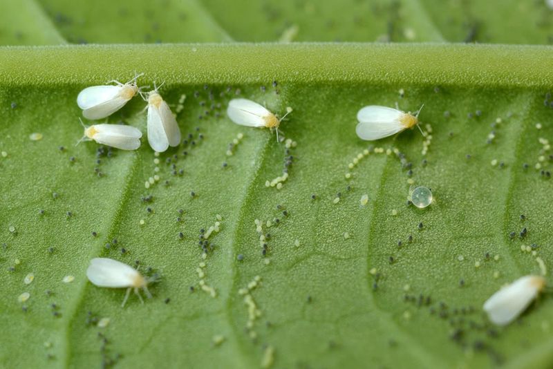 Sweetpotato Whiteflies: The Sticky Menace