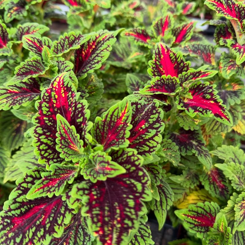 Shade-Thriving Coleus