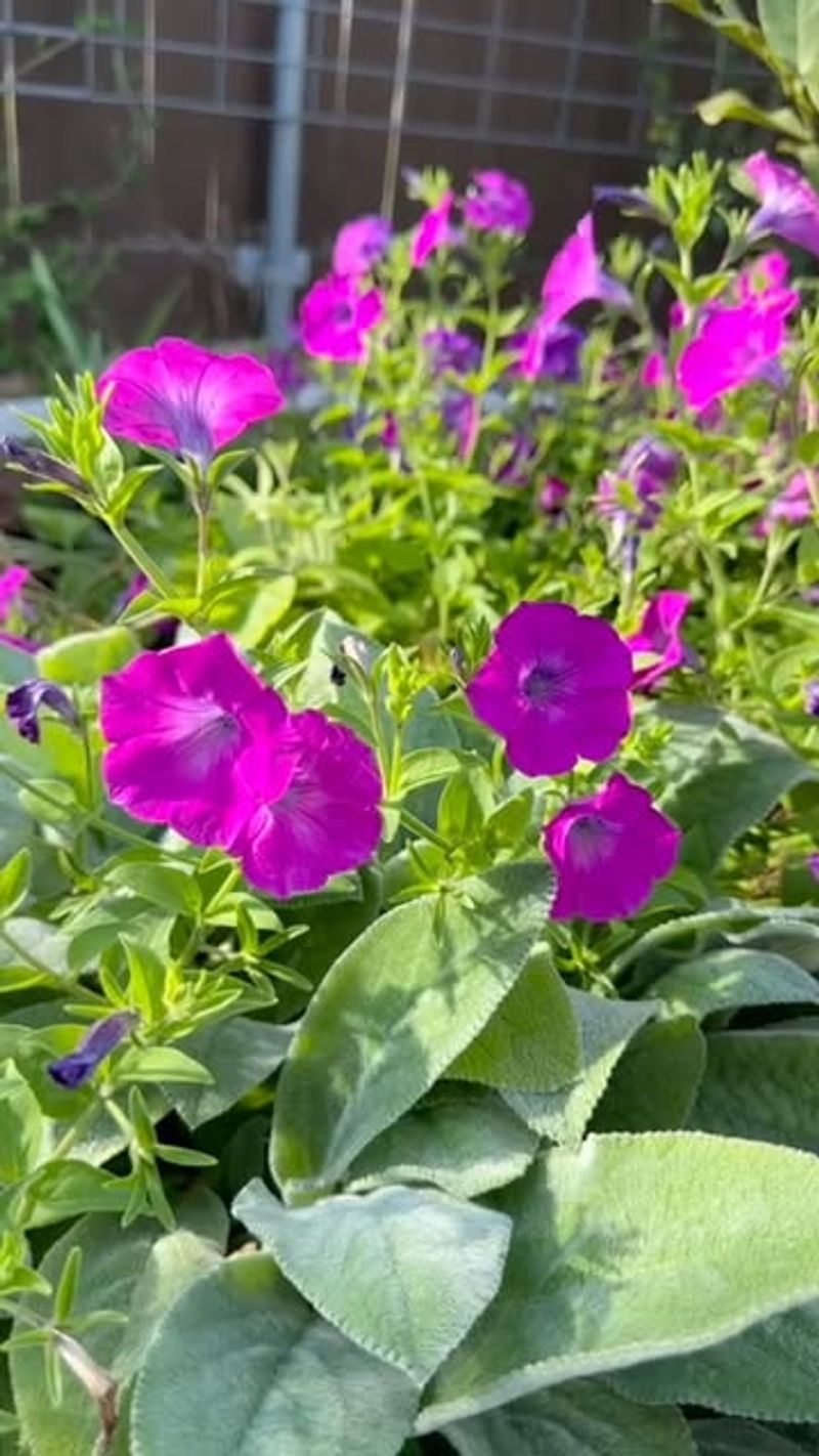 Faithful Petunias