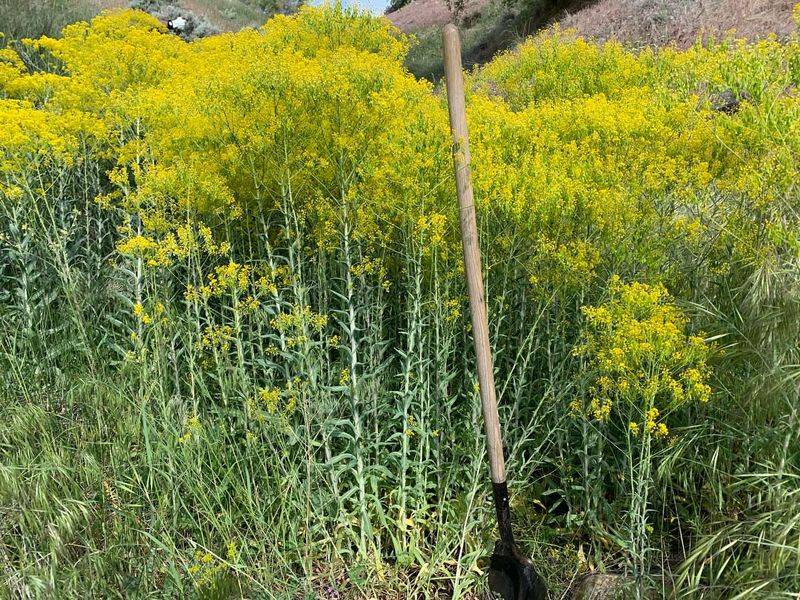 Invasive Plant Species