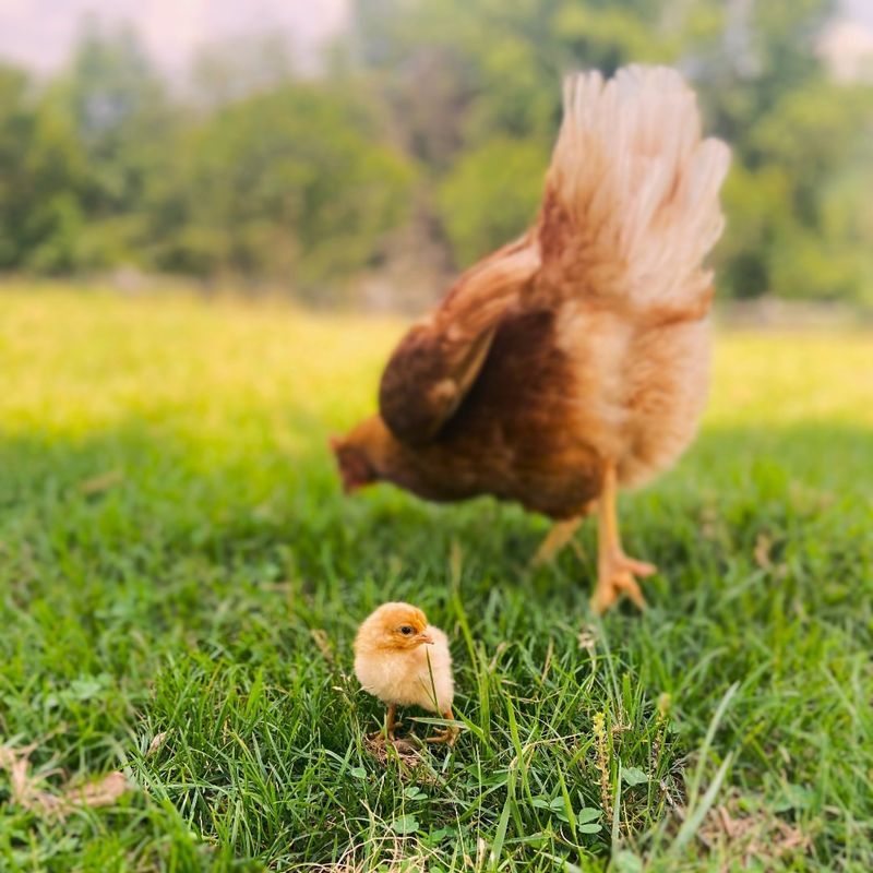 Backyard Chicken Flocks