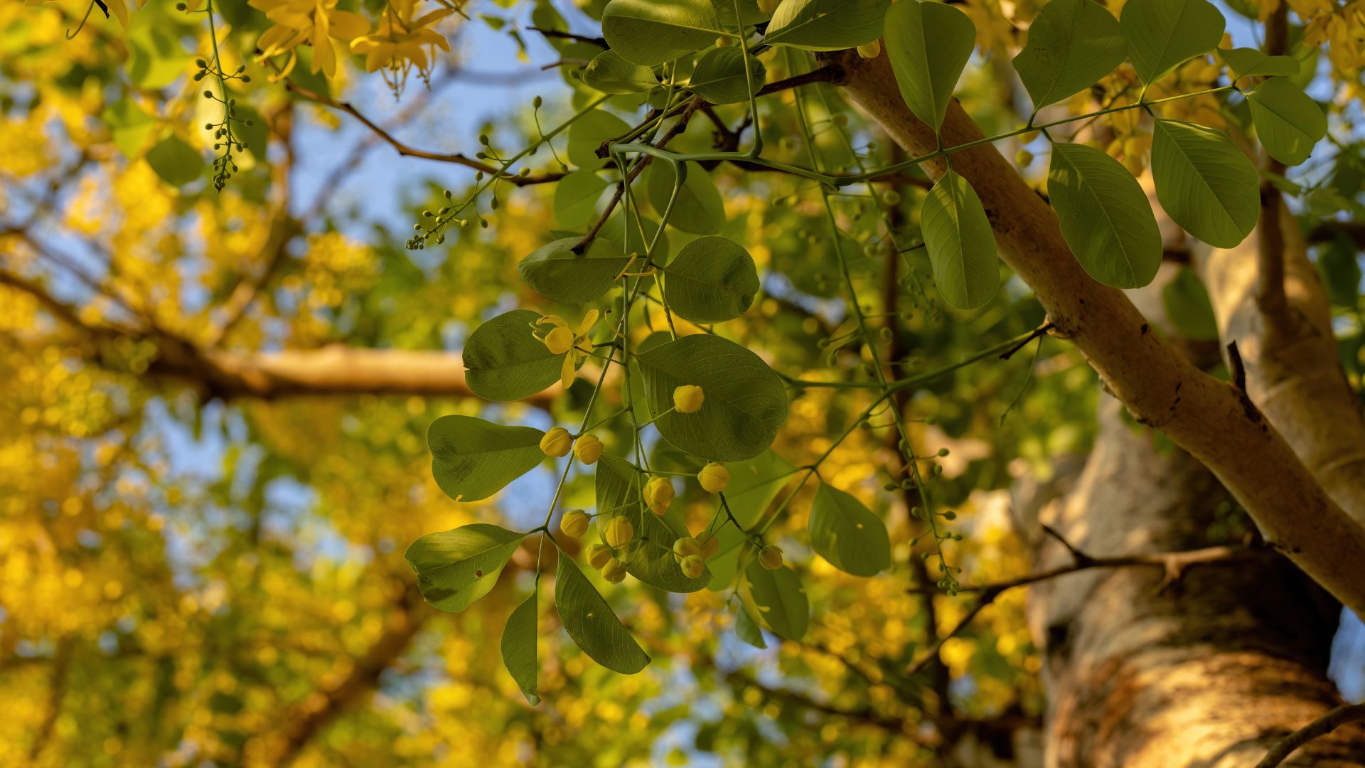 Golden Rain Tree Yellow Flowers