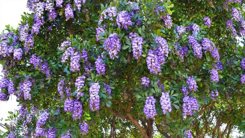 Texas Mountain Laurel