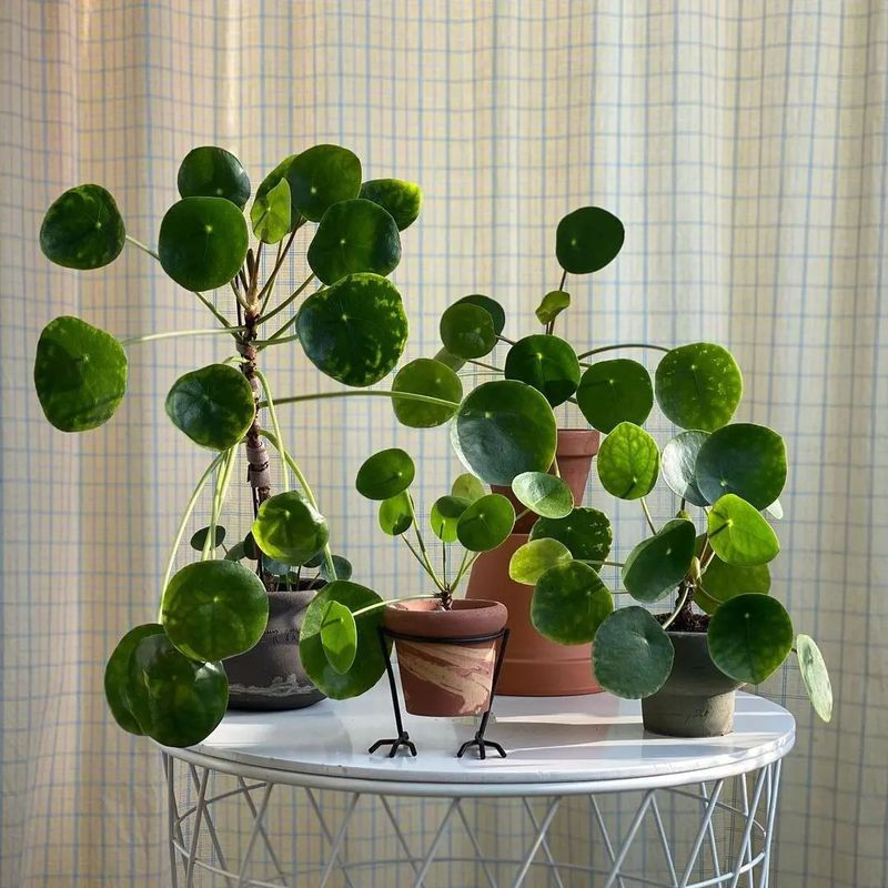 Pilea