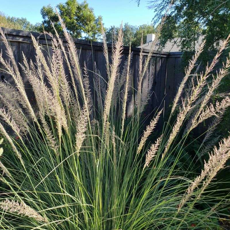 Big Muhly (Muhlenbergia lindheimeri)
