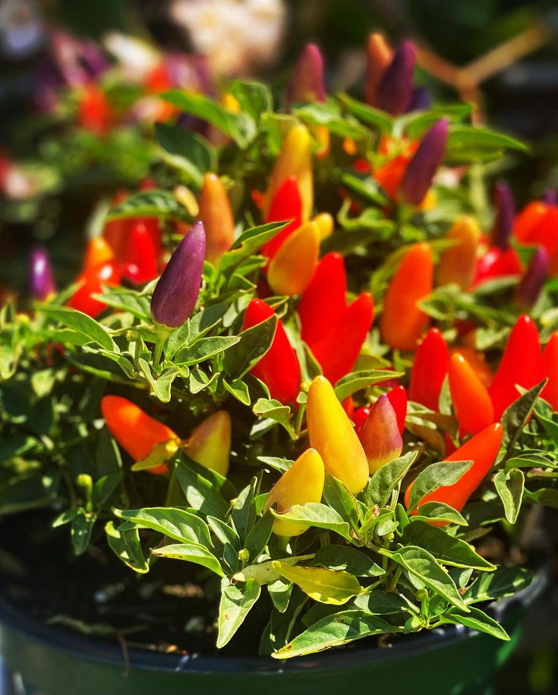 Spicy Ornamental Peppers