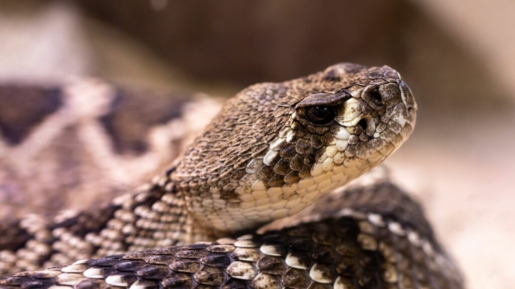 snake in yard