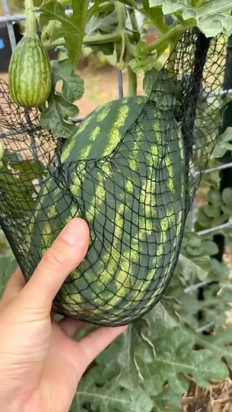 Support Developing Fruits