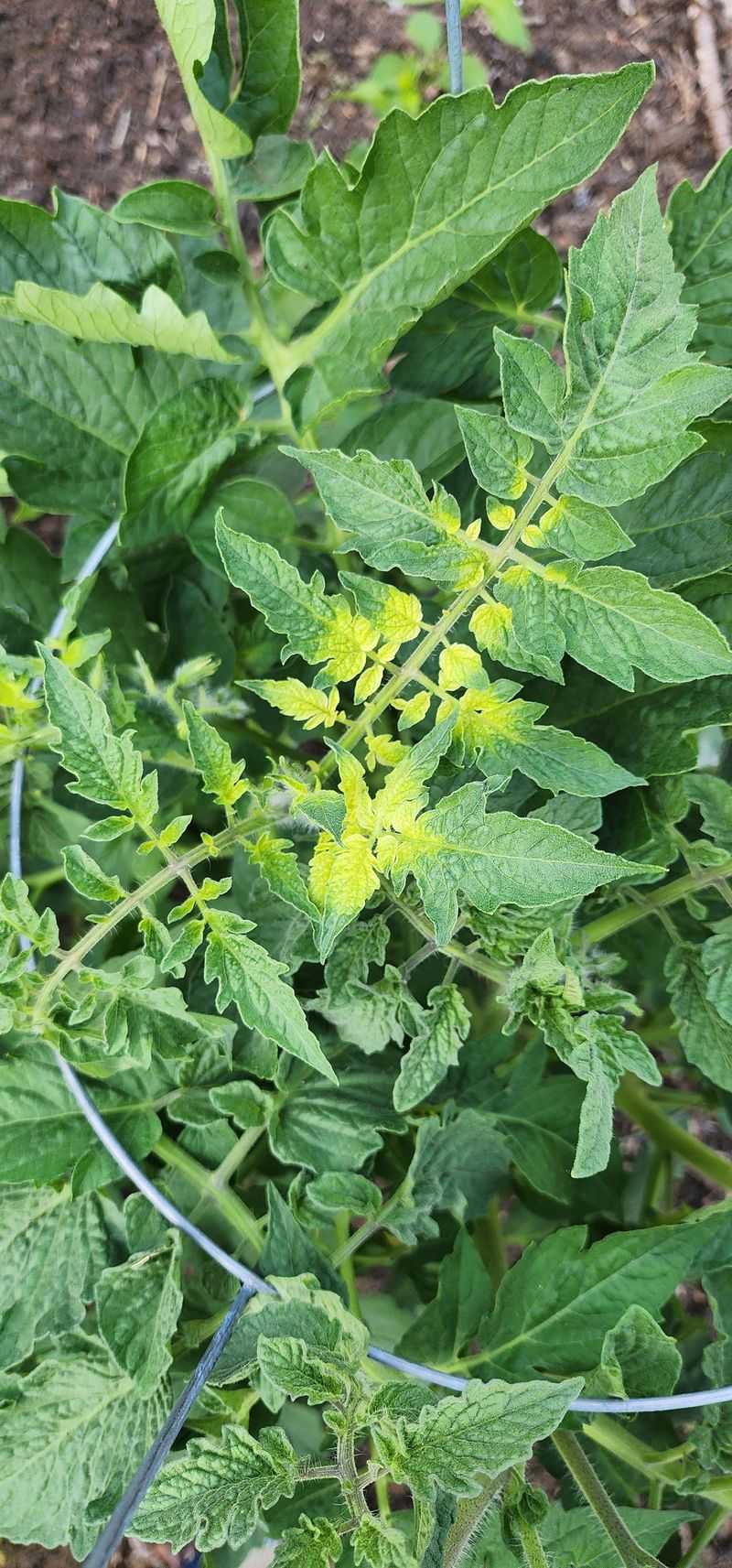 Iron Deficiency