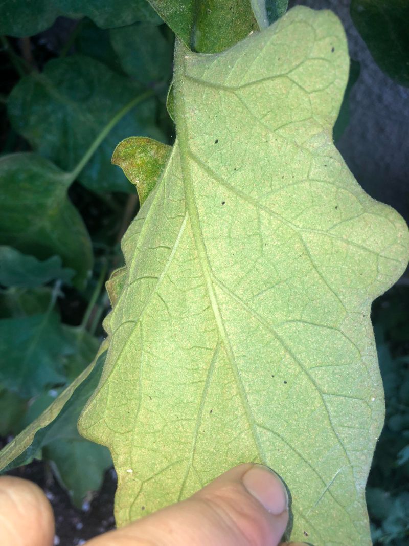 Spider Mite Infestations