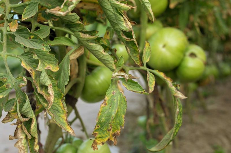 DIY Foliar Feed For Rapid Recovery