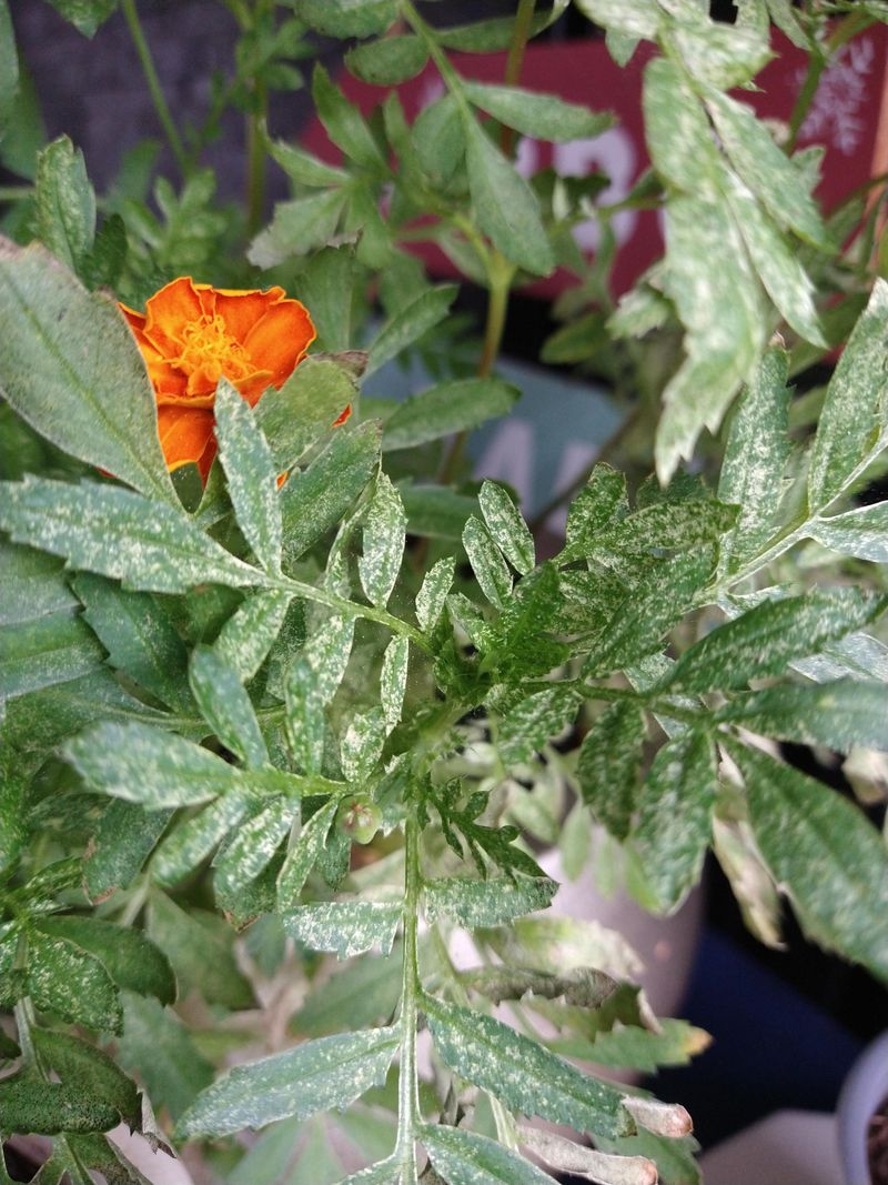 Spider Mite Infestation