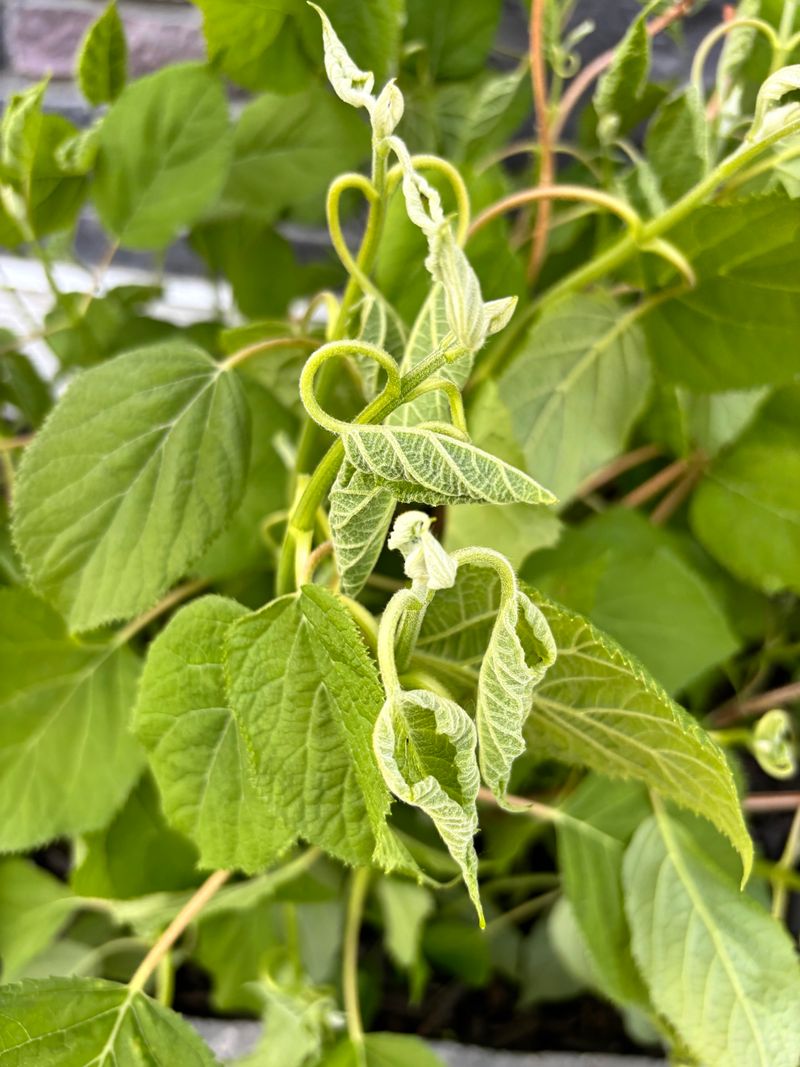 Herbicide Damage