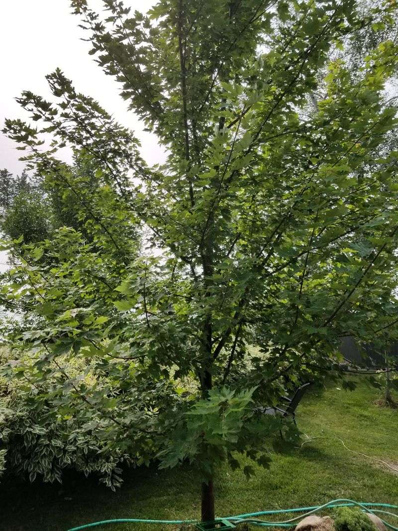 Silver Maple