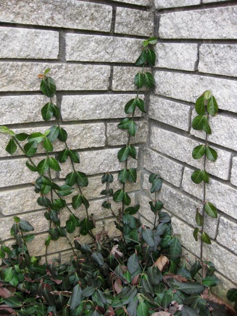 Wintercreeper