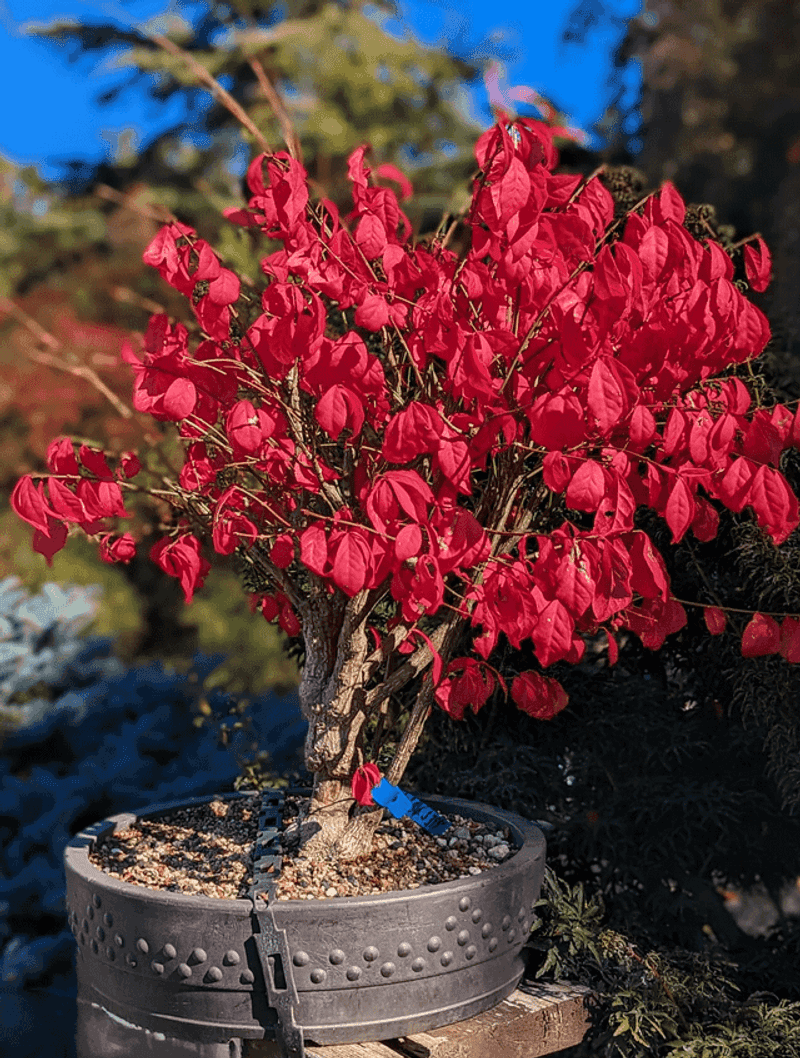 Burning Bush