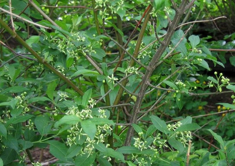 European Spindle Tree