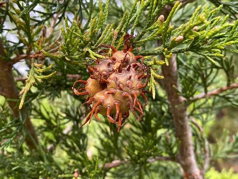 Eastern Red Cedar