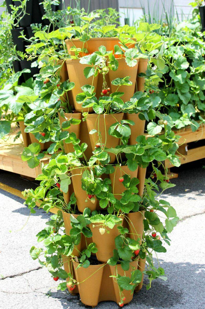 Stackable Strawberry Planters