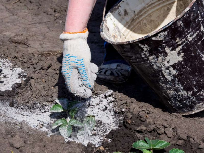 Wood Ash Soil Amendment