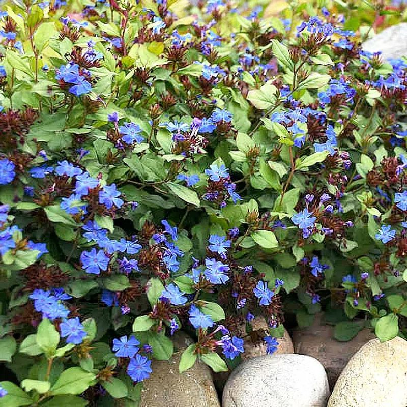 Ceratostigma