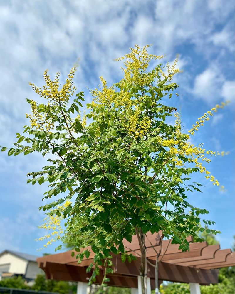 Goldenrain Tree
