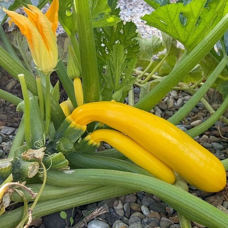 Gold Rush Zucchini