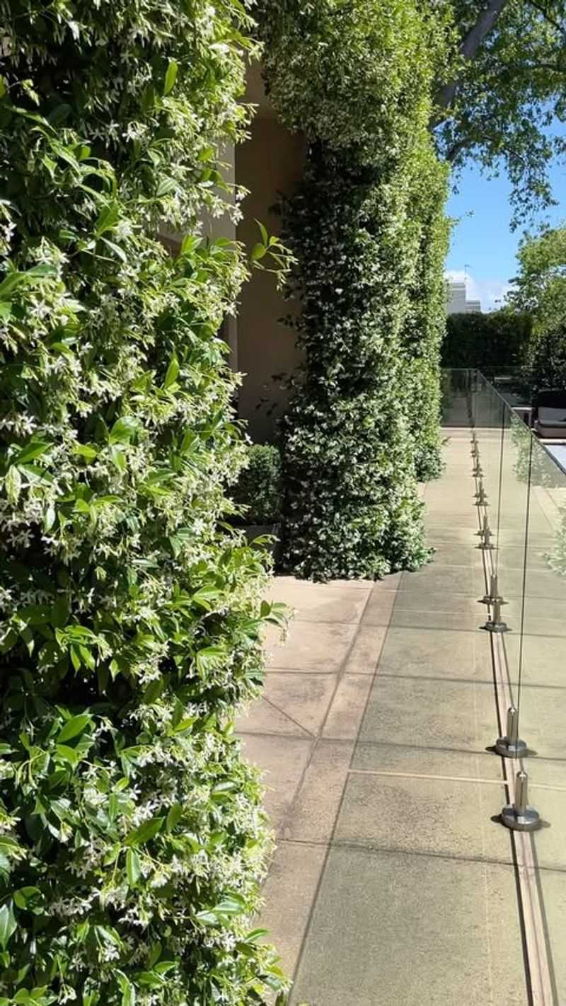 Climbing Jasmine
