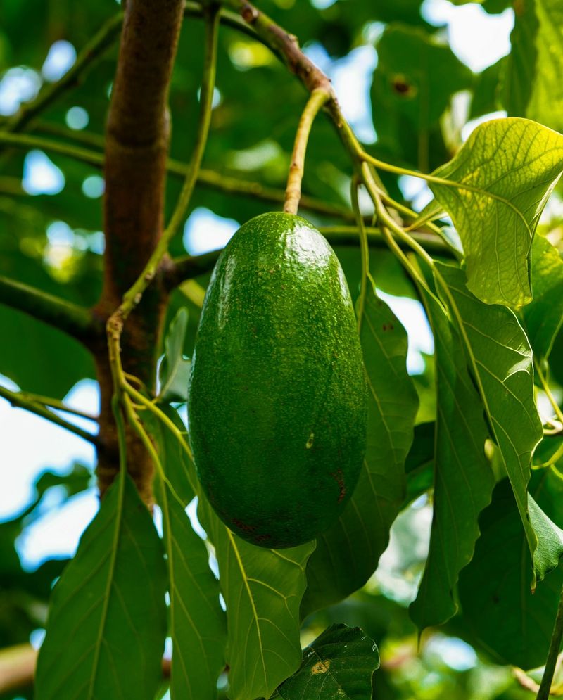 Finicky Avocados