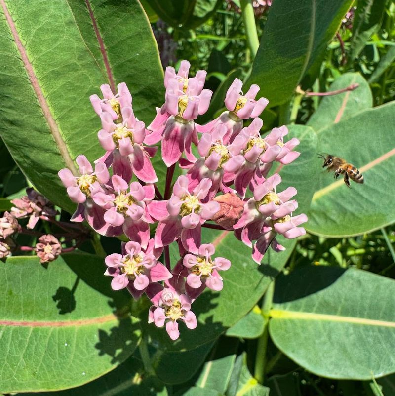Prairie Milkweed (Asclepias sullivantii)