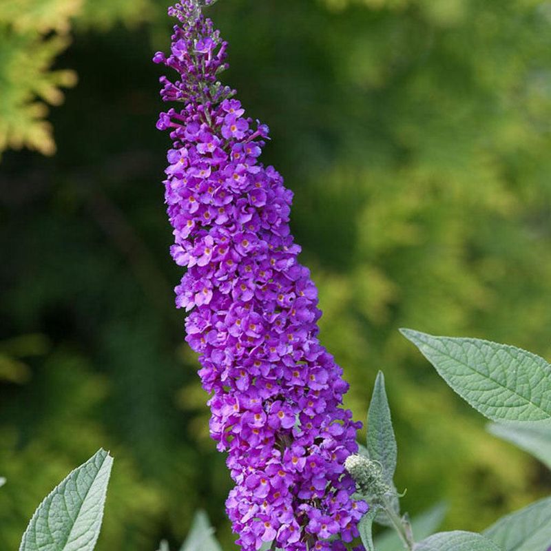 Butterfly Bush Offers Empty Promises
